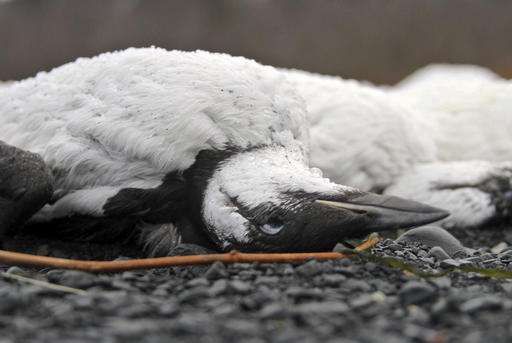 Warm ocean water triggered vast seabird die-off, experts say