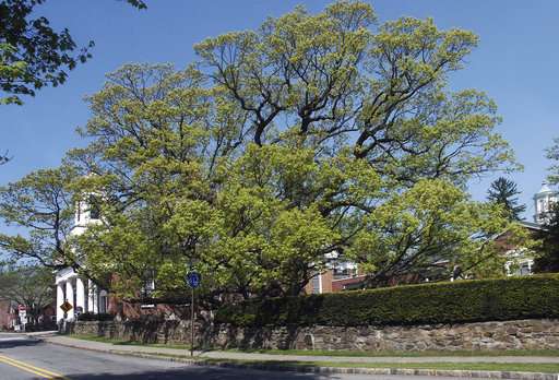 Beloved 600-year-old white oak tree takes final bow