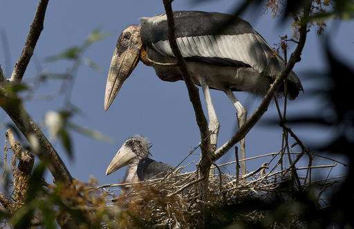 Once-reviled scavenger bird now the pride of its Indian home