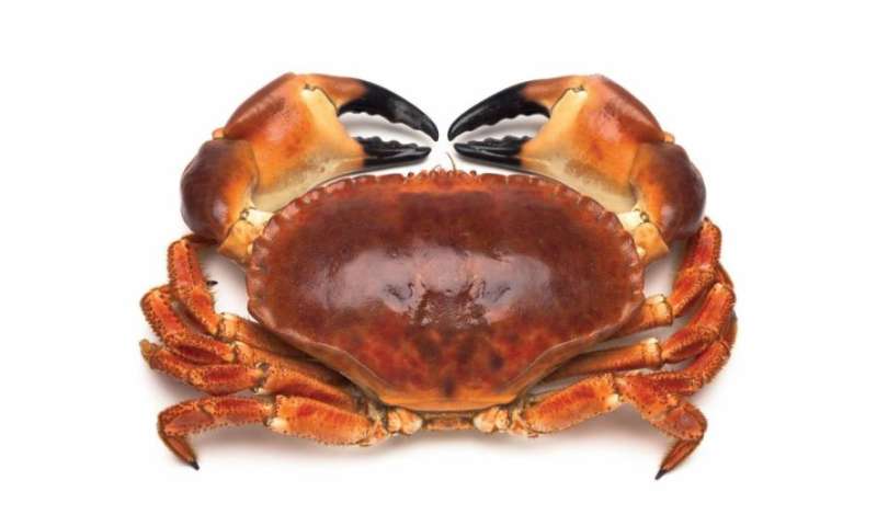 Understanding the health benefits of eating crab