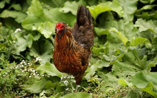 Backyard chicken trend leads to more disease infections