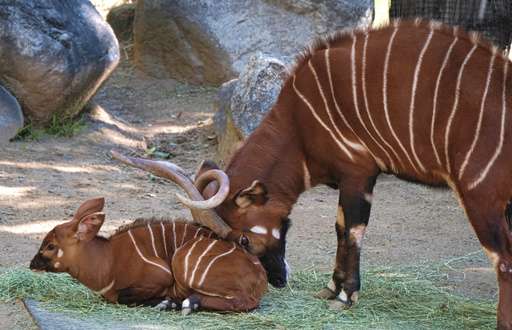 Bouncing baby bongo shows its stripes at Los Angeles Zoo