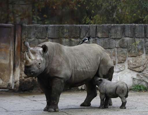 Czech zoo cheers birth of endangered eastern black rhino
