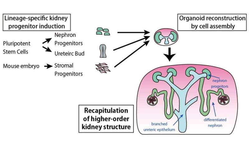 Reproducing higher-order embryonic kidney structures using pluripotent stem cells