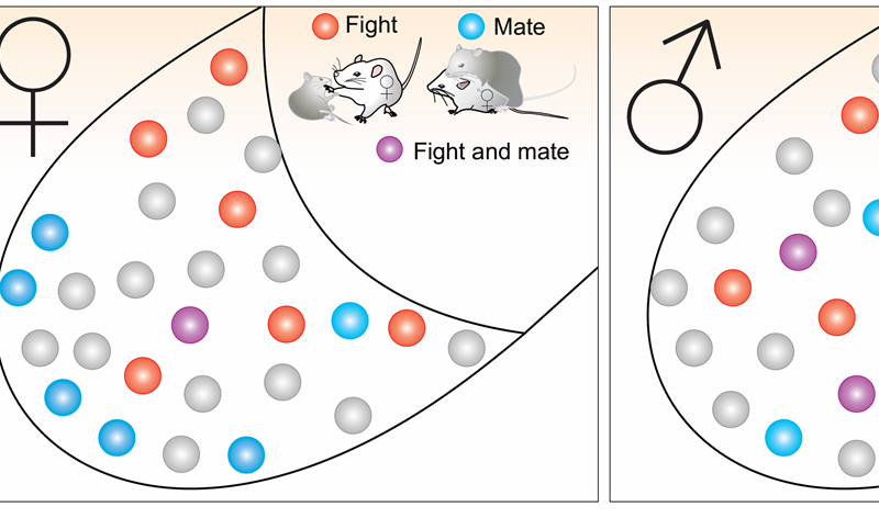 性和攻击性分别控制在雌性动物的大脑,但在男性大脑重叠