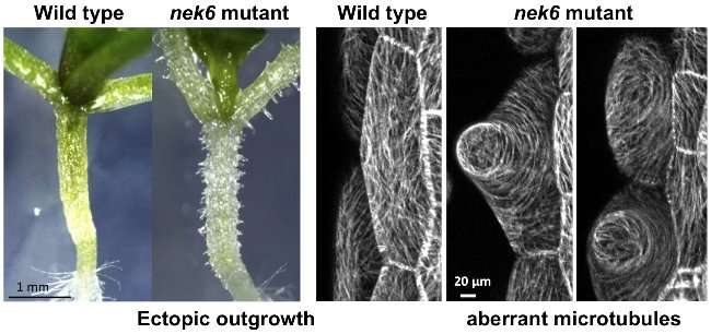 The function of NIMA-related kinase 6 in the straight growth of plant cells