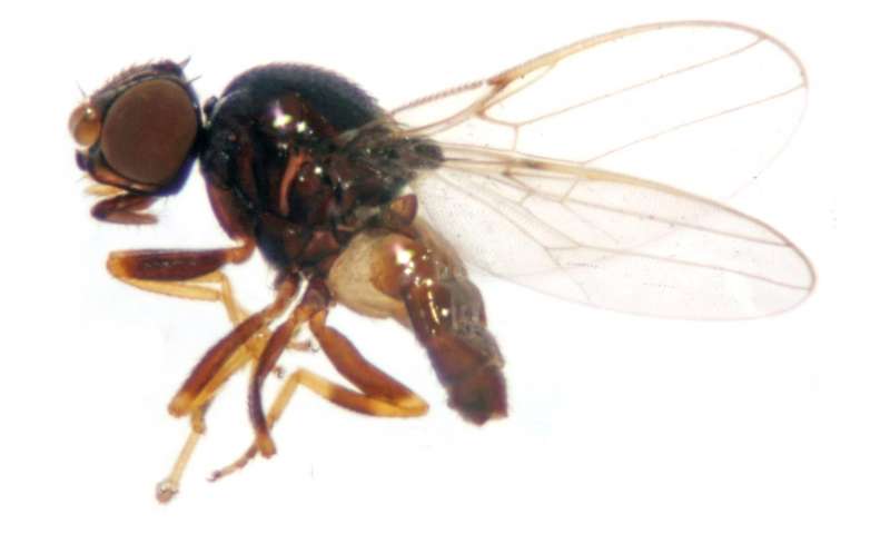 The Oriental eye fly that transmits conjunctivitis newly recorded in China