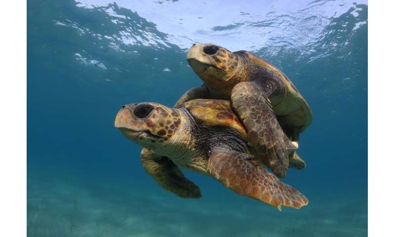 Are Sea Turtles Dangerous To Humans