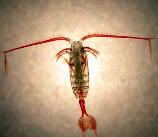 Zooplankton resilient to long-term warming