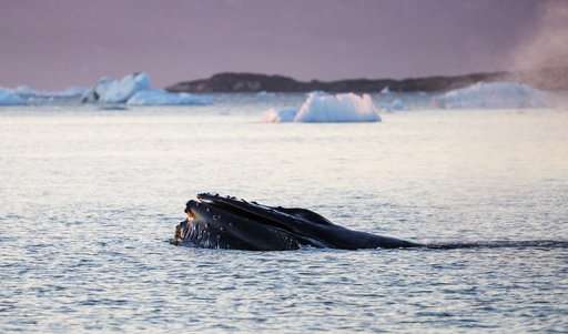 Arctic voyage finds global warming impact on ice, animals