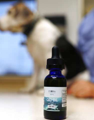 Scientists call on US to allow research on pot meds for pets