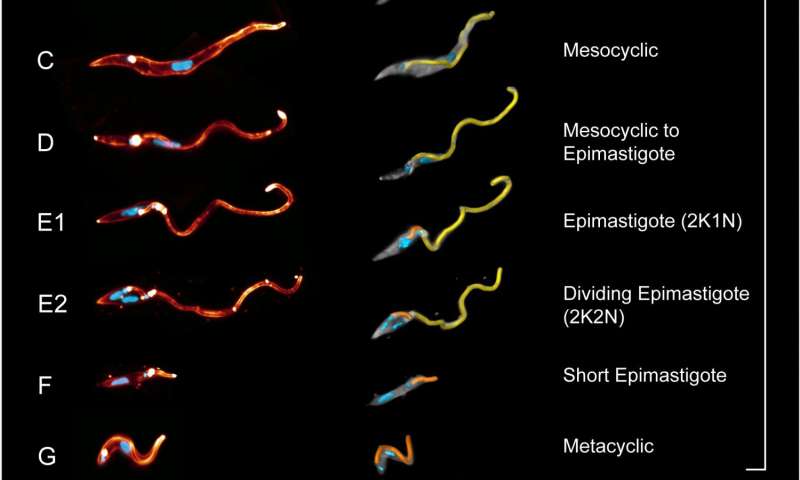 New insights into the world of trypanosomes