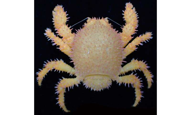 New species of crab with unusual outgrowths has its name written in the stars