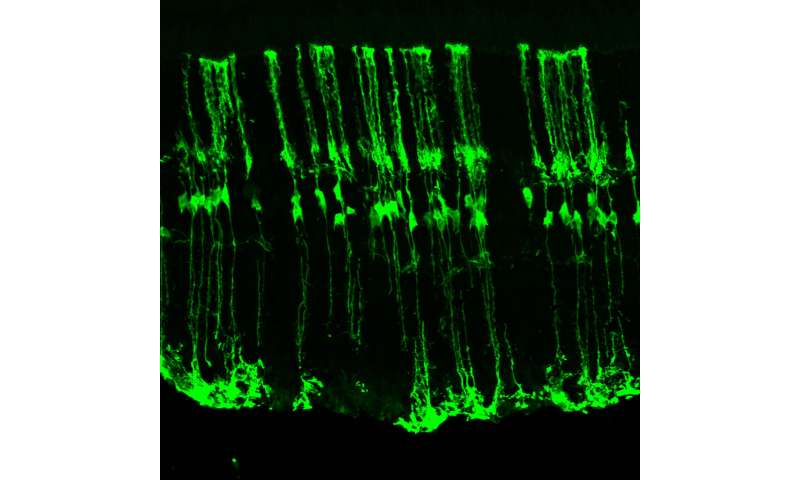 Scientists regenerate retinal cells in mice in UW Medicine-led study