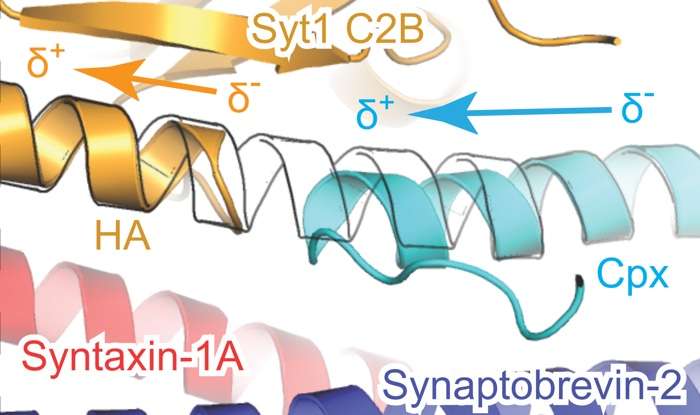 3-D Protein Structure Offers Insight into Rapid Communication by Brain Cells