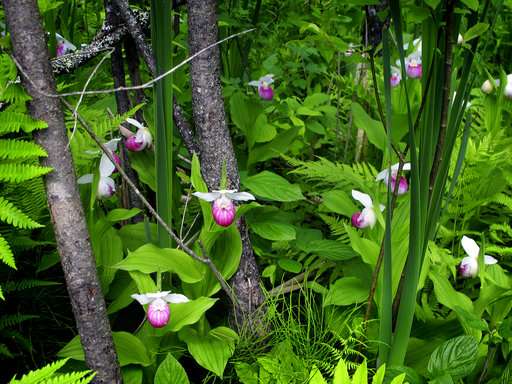 Flowers lovers flock to Vermont bog for wild orchids