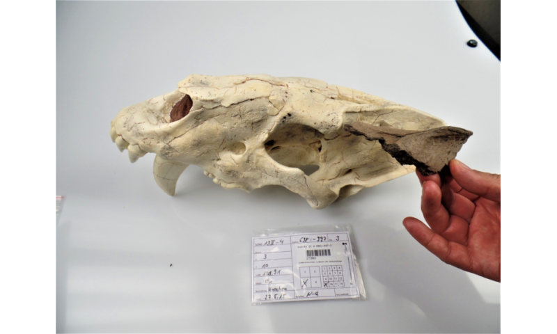 Successful dig reveals a nearly complete saber-toothed cat skull