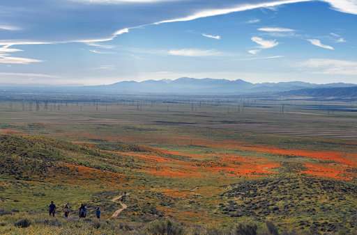 California's desert wildflower explosion draws record crowds