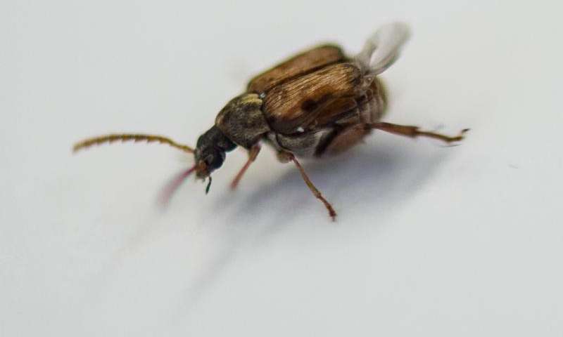 Evolution contributes to invasive beetles' speed, range of dispersion