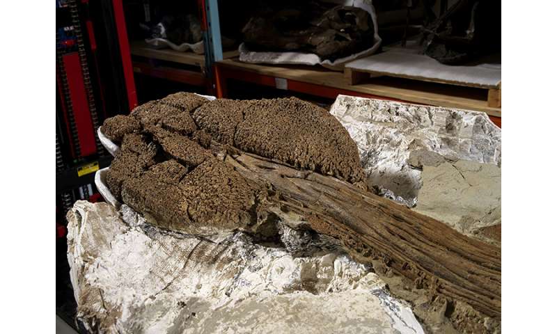 Nearly pristine ankylosaur fossil found in Montana