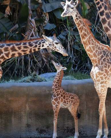 Things looking up as Los Angeles Zoo unveils baby giraffe