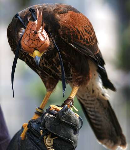 Trained hawks scare off smaller birds, draw stares in LA