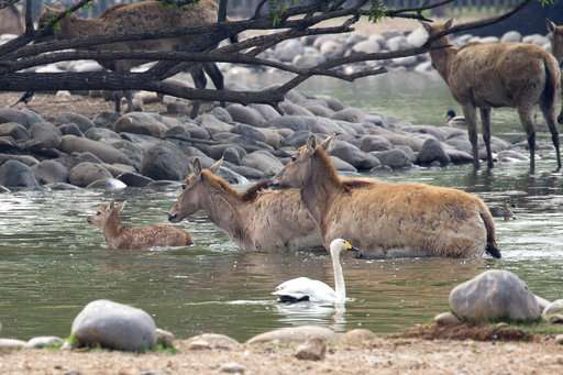 China's rare milu deer return in victory for conservation