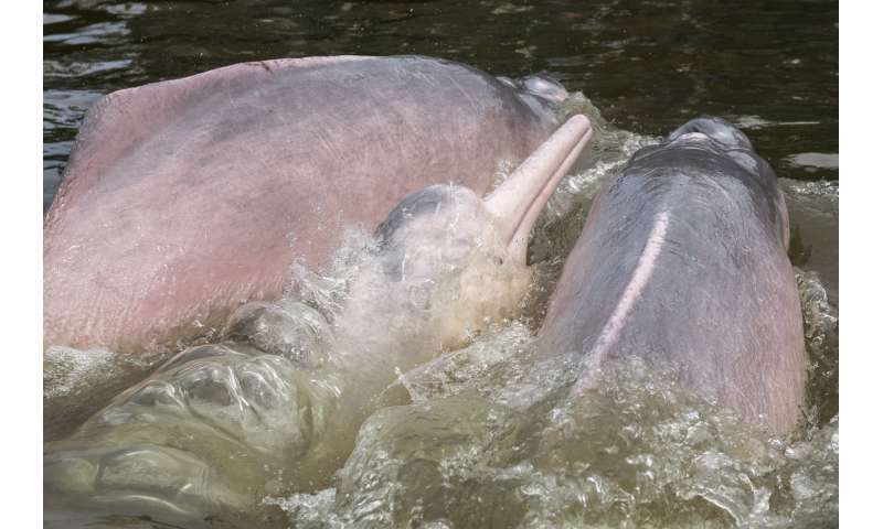 First-ever tagging of Amazon dolphins to boost conservation efforts