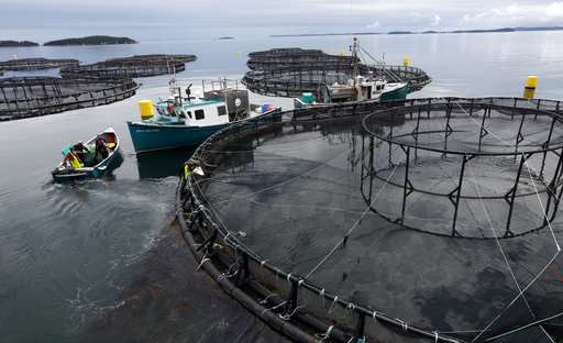 Literally lousy: Parasite plagues world salmon industry