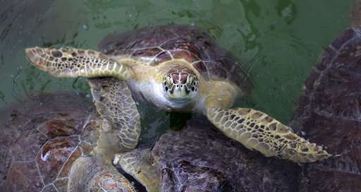 Released sea turtle carries oceanographer's ashes out to sea