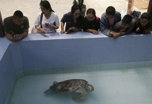 Surgeons remove 915 coins swallowed by Thai sea turtle