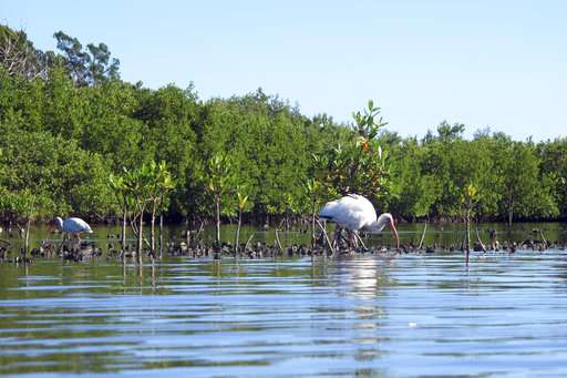 Wildlife-rich lagoon in Florida threatened by building boom