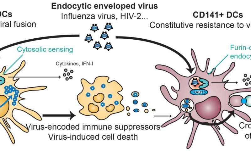 Dendritic cells 'divide and conquer' to elude viral infection while promoting immunity
