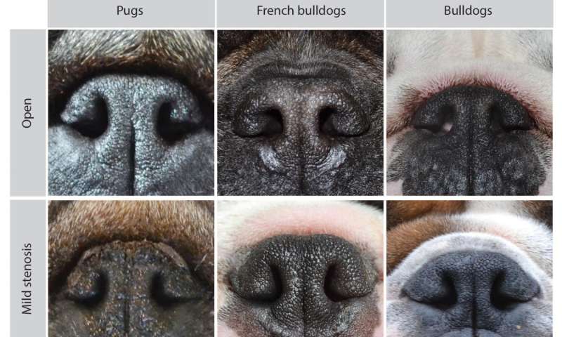 french bulldog and pug mix
