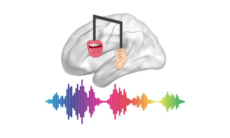 音乐训练如何影响语音处理
