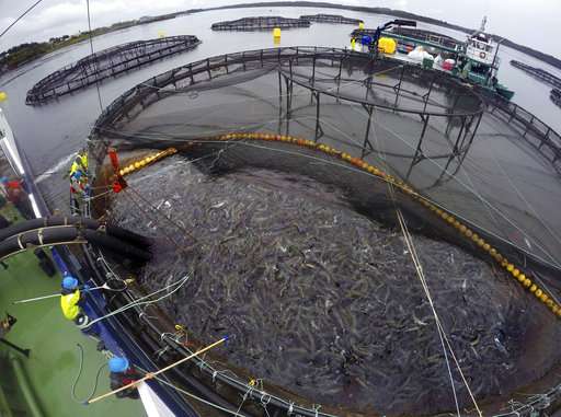 Literally lousy: Parasite plagues world salmon industry
