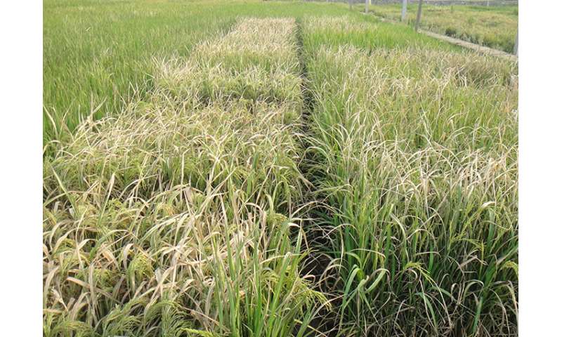 Scientists engineer disease-resistant rice without sacrificing yield