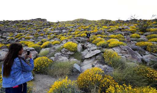 California's desert wildflower explosion draws record crowds