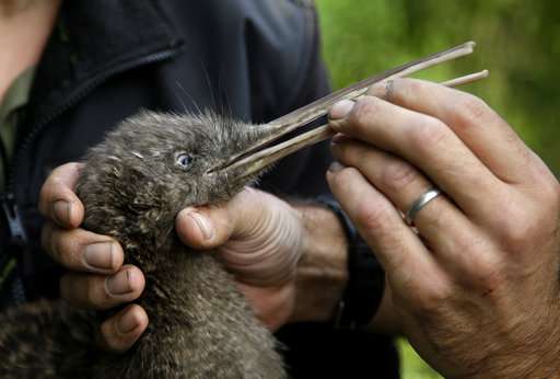 New Zealand's ambitious plan to save birds: Kill every rat