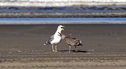 Walking beaches, volunteers amass data on dead seabirds