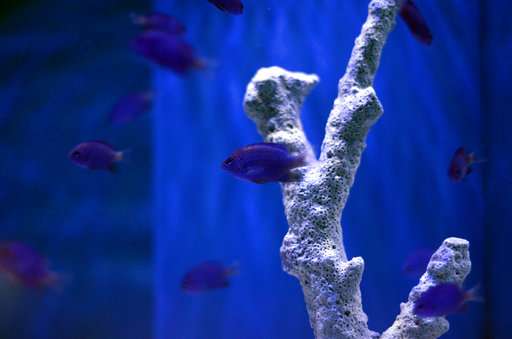 Keeping captive-bred fish has gotten easier