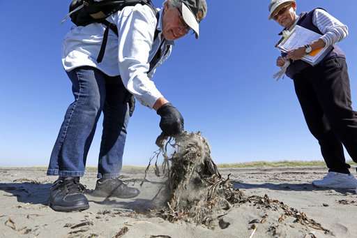 Walking beaches, volunteers amass data on dead seabirds