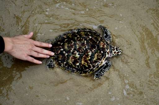 A man nudges a sea turtle into the Gulf of Thailand during the annual turtle conservation release event at the Royal Thai Navy S