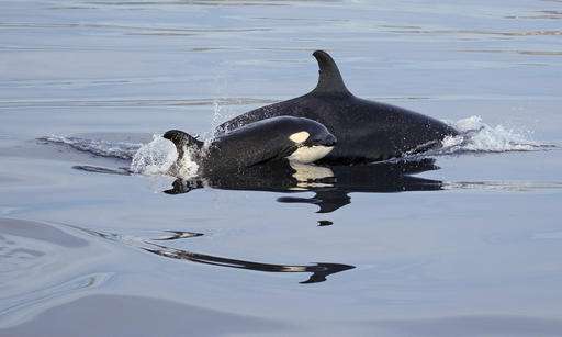 California Whale Watchers See Rare Orcas Including Calf