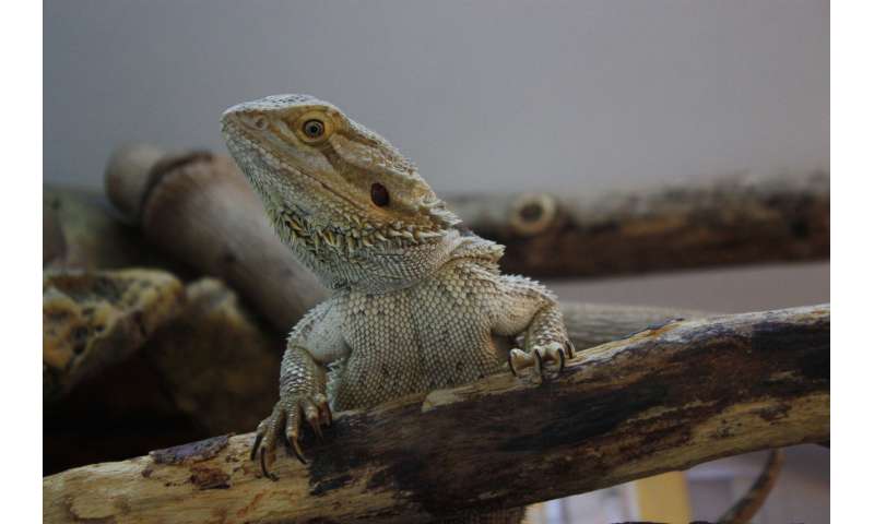 Cool lizards are better at learning socially