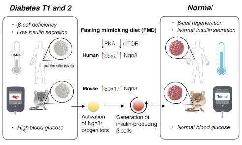Diabetic mice on fasting-mimicking diet repair insulin-producing pancreas cells