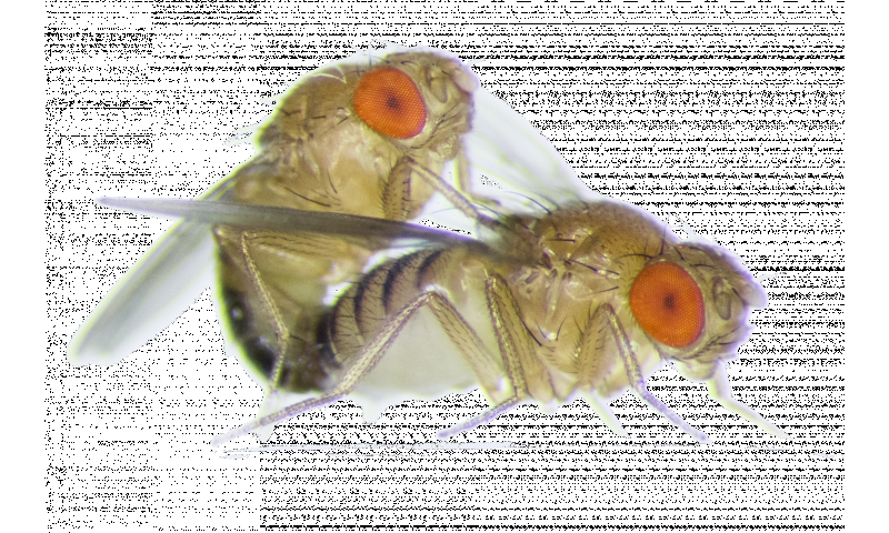 Frisky Female Fruit Flies Become More Aggressive Towards Each Other