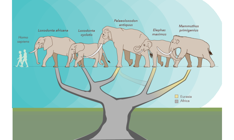 Elephant Taxonomy Chart