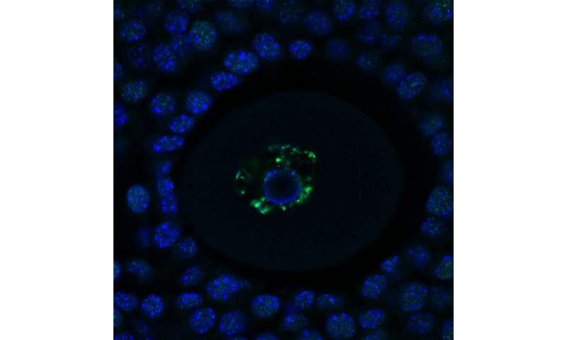 用表皮学细胞保持蛋细胞