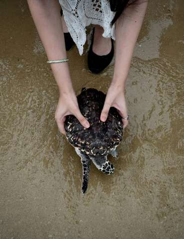 Many Thai Buddhists view freeing captive animals such as turtles or birds as a way to accrue good karma.